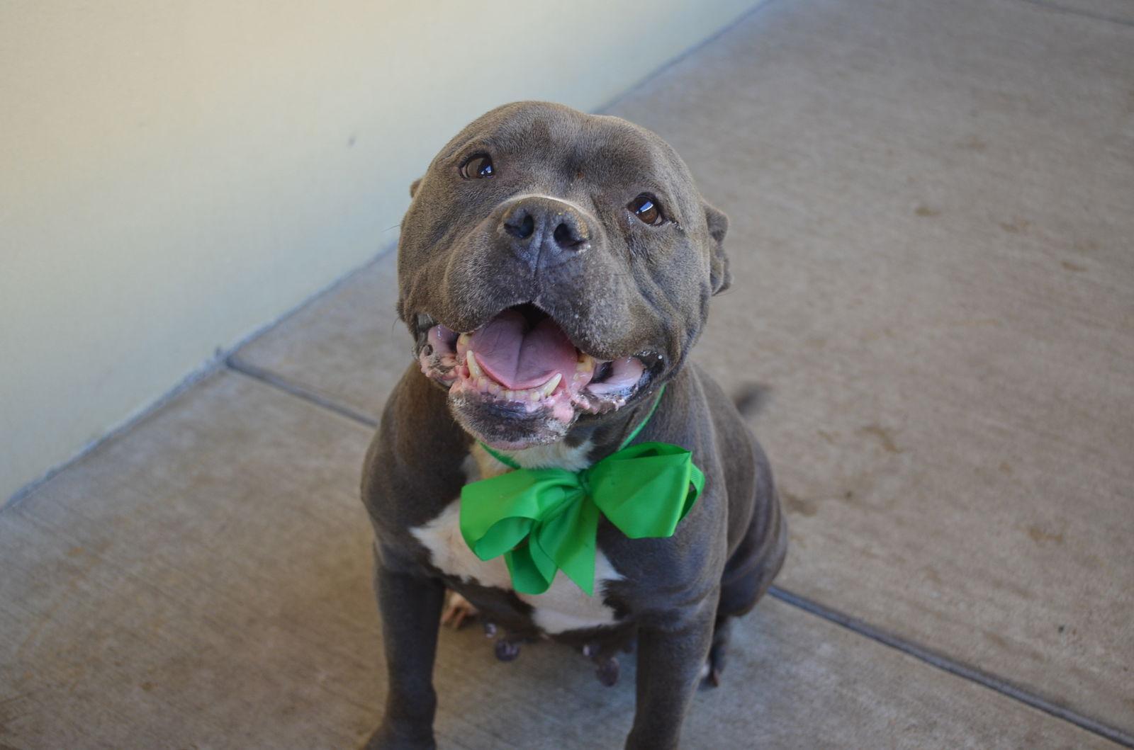 An adult large-sized female Pit Bull Terrier dog named Queen for adoption in McKinney, TX