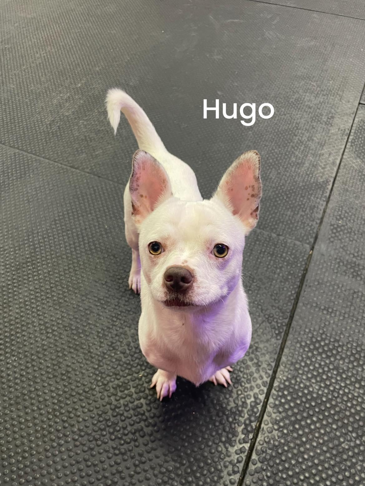 Hugo