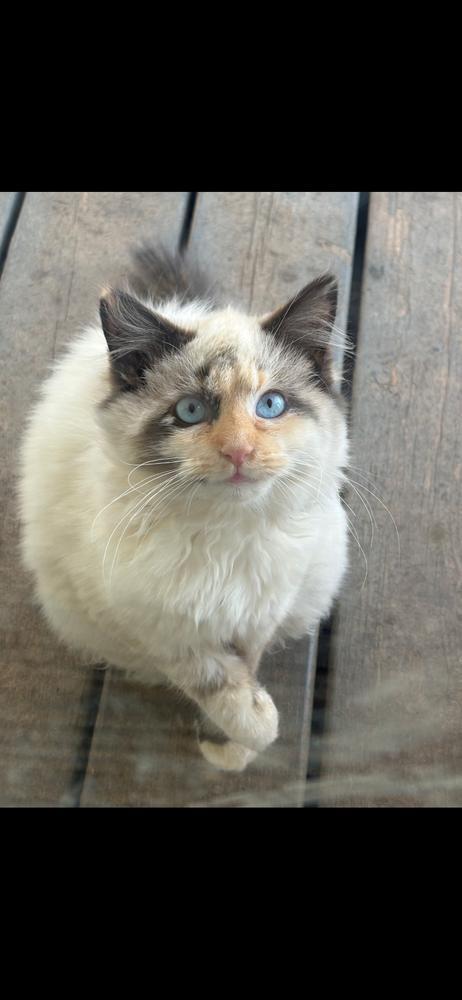 Saffron And Espresso