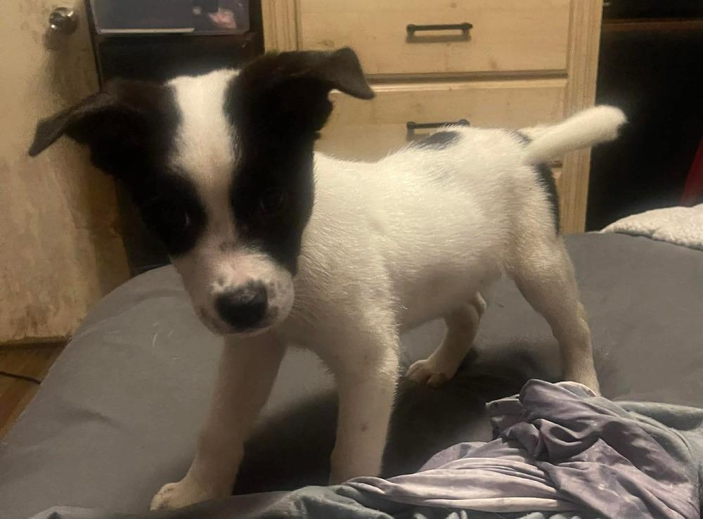 Maxx Pka Tyler Smurf