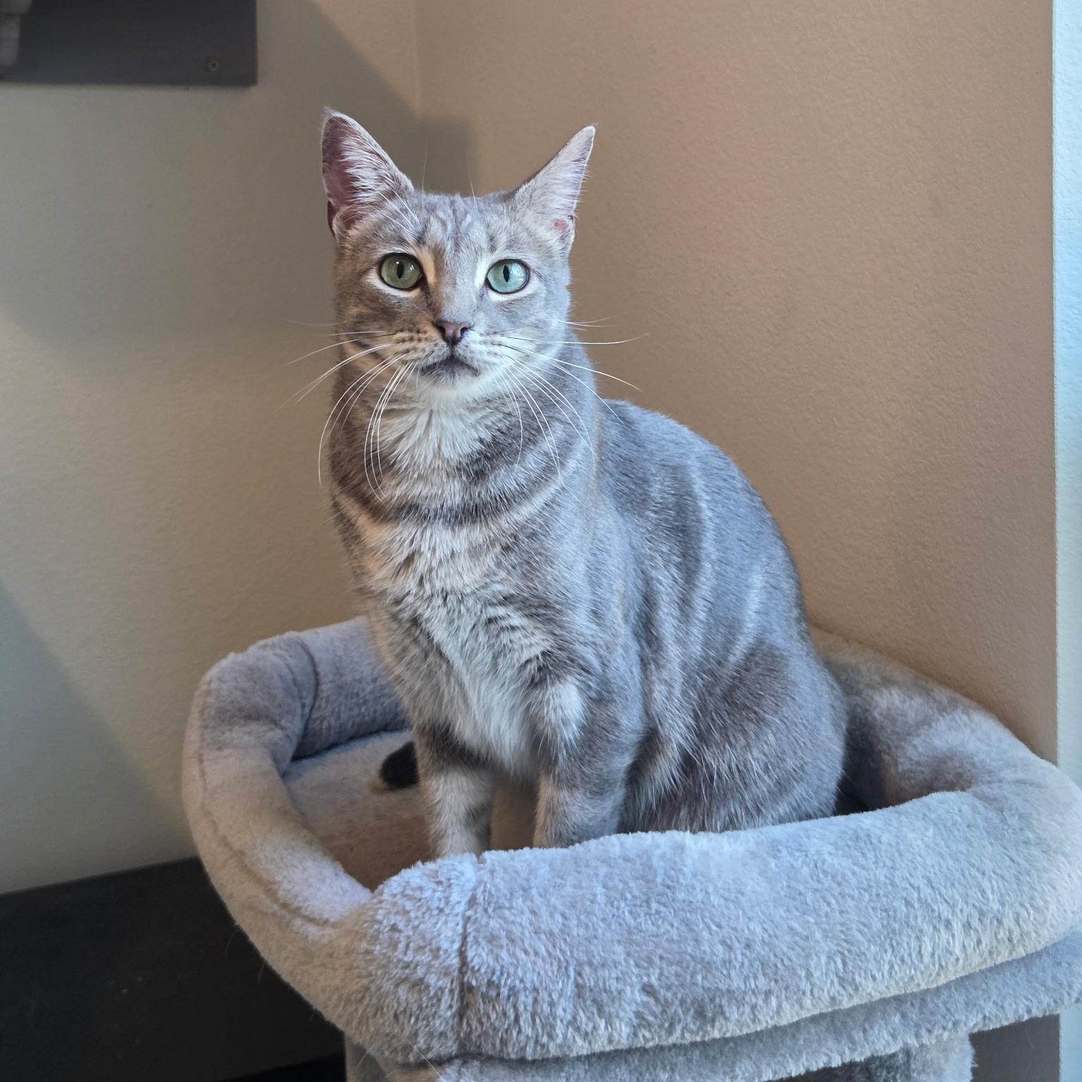 Lyra Quirky • Playful