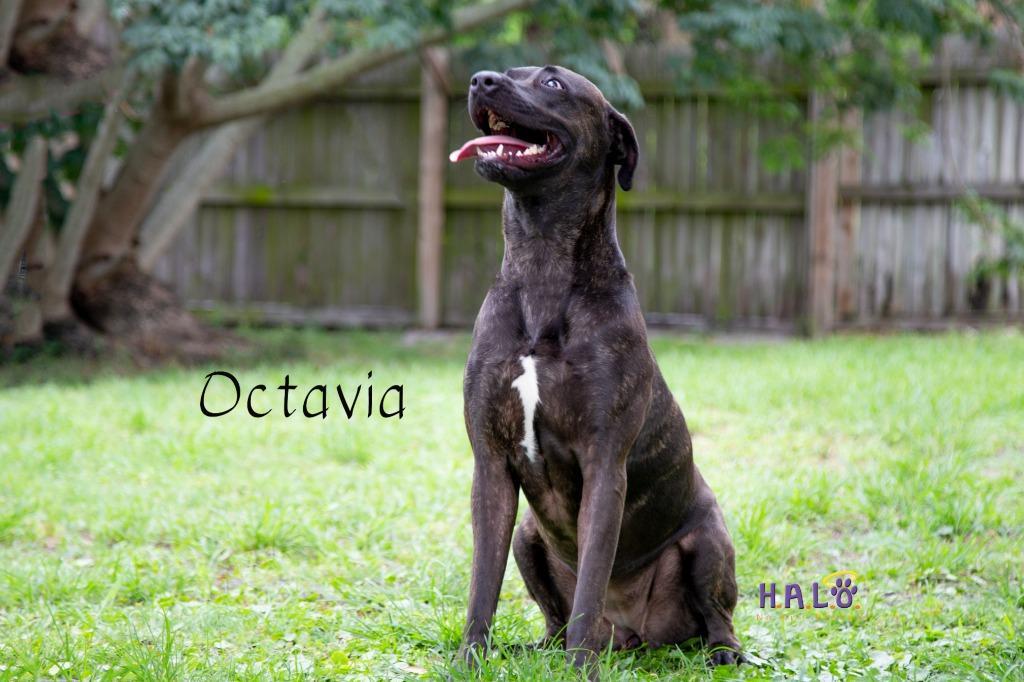 Octavia