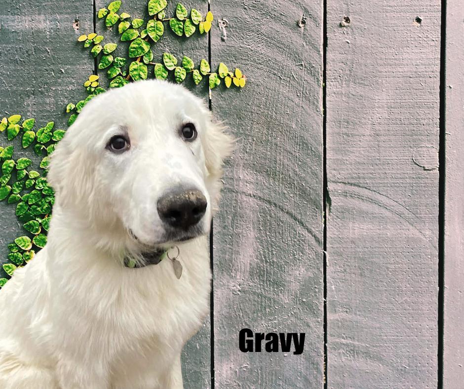 Gravy