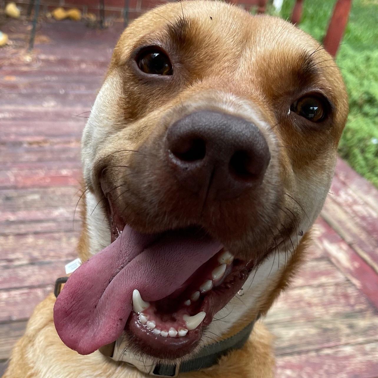 A young medium-sized male Mixed Breed dog named Kobe for adoption in Spring, TX