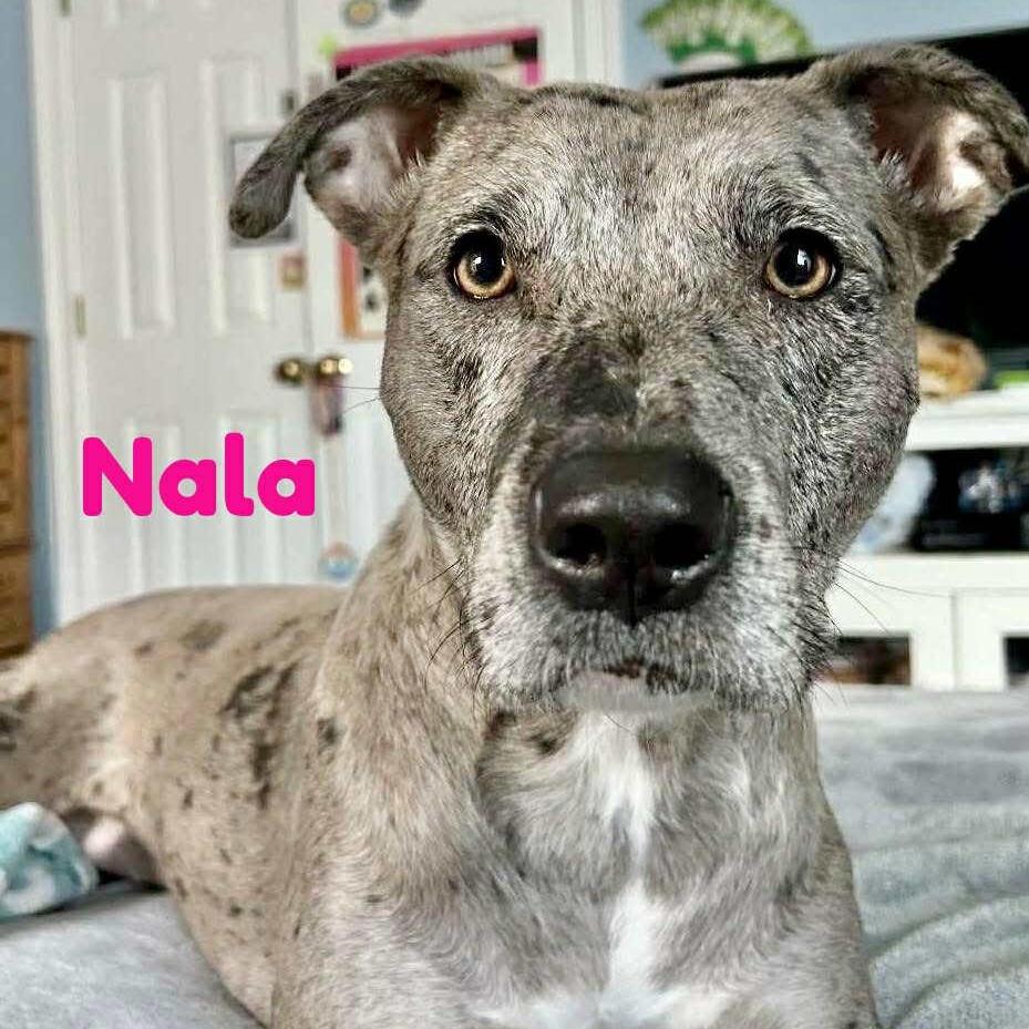Nala
