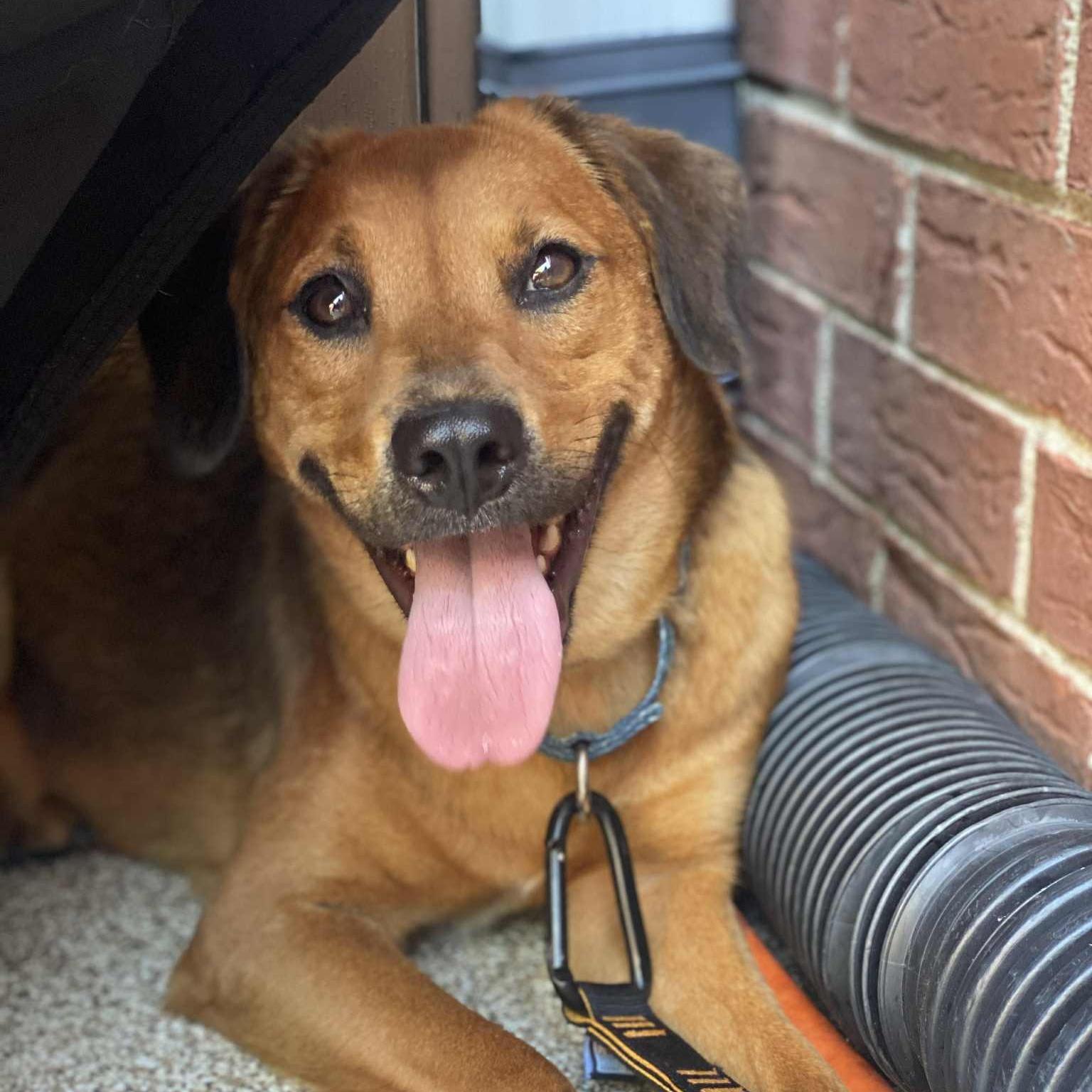 An adult medium-sized female Red / Chestnut / Orange Hound dog named Lady for adoption in Potomac, MD