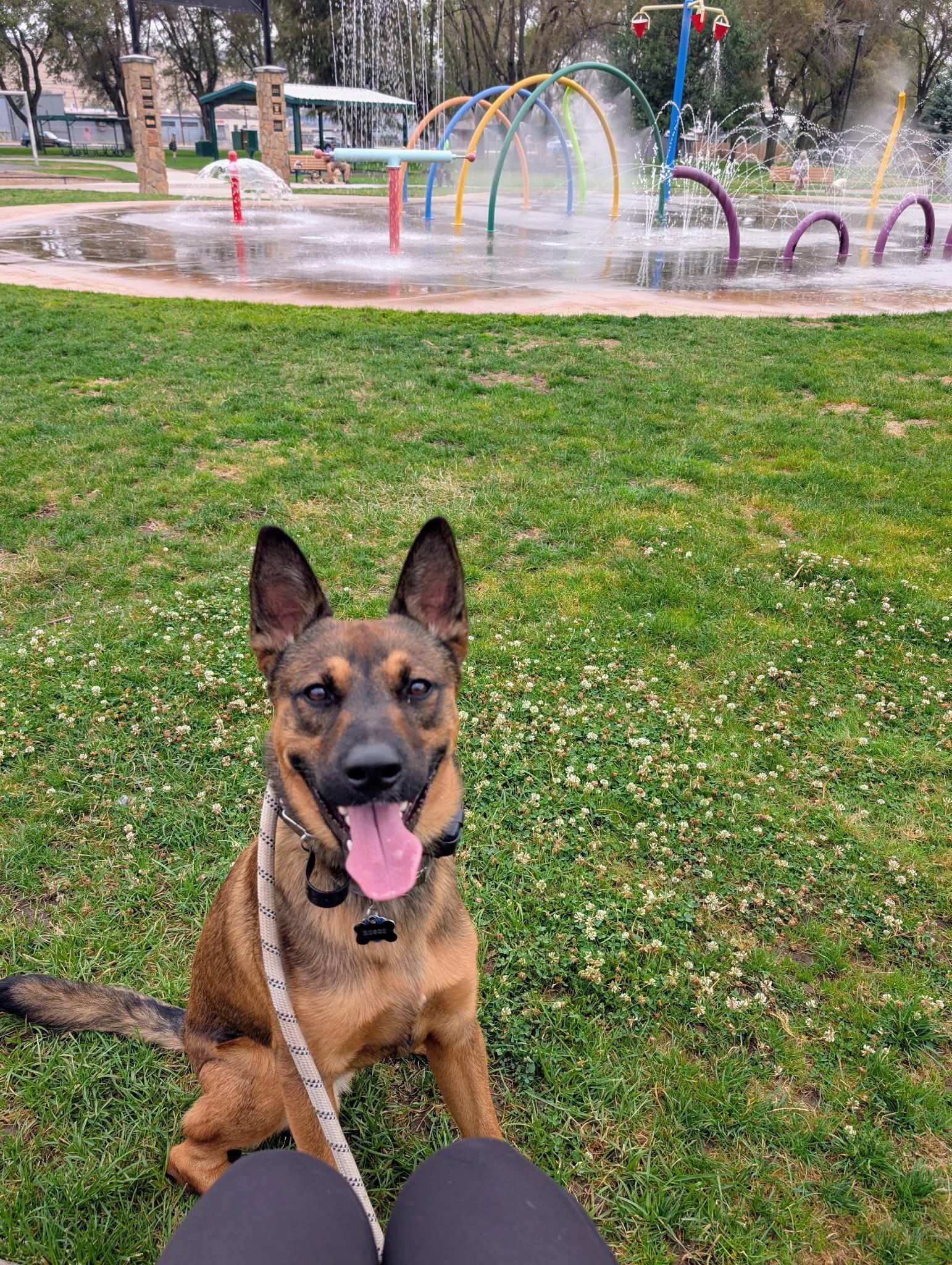 Rosco Courtesy Listing