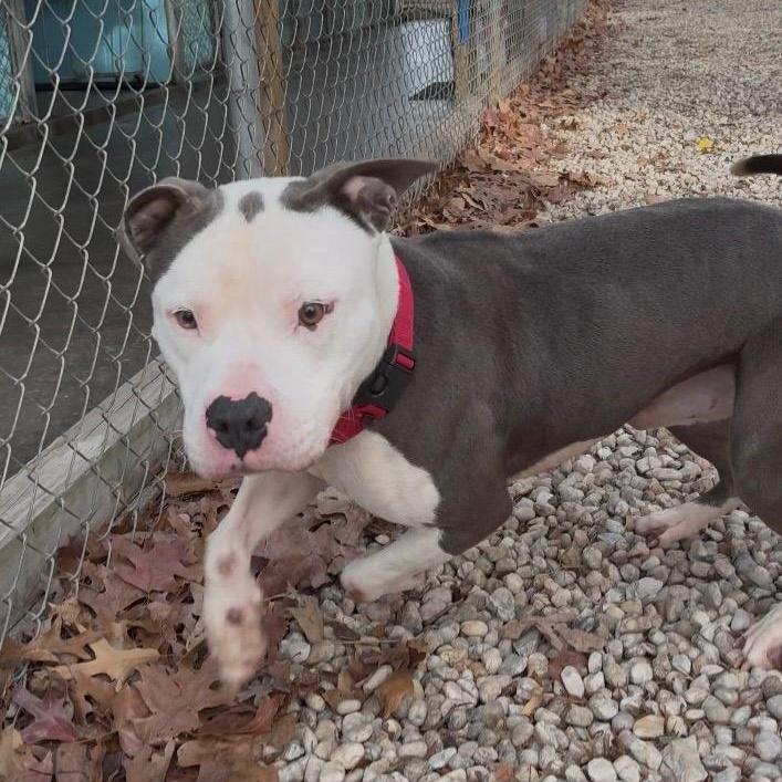 Kane Surrendered Because