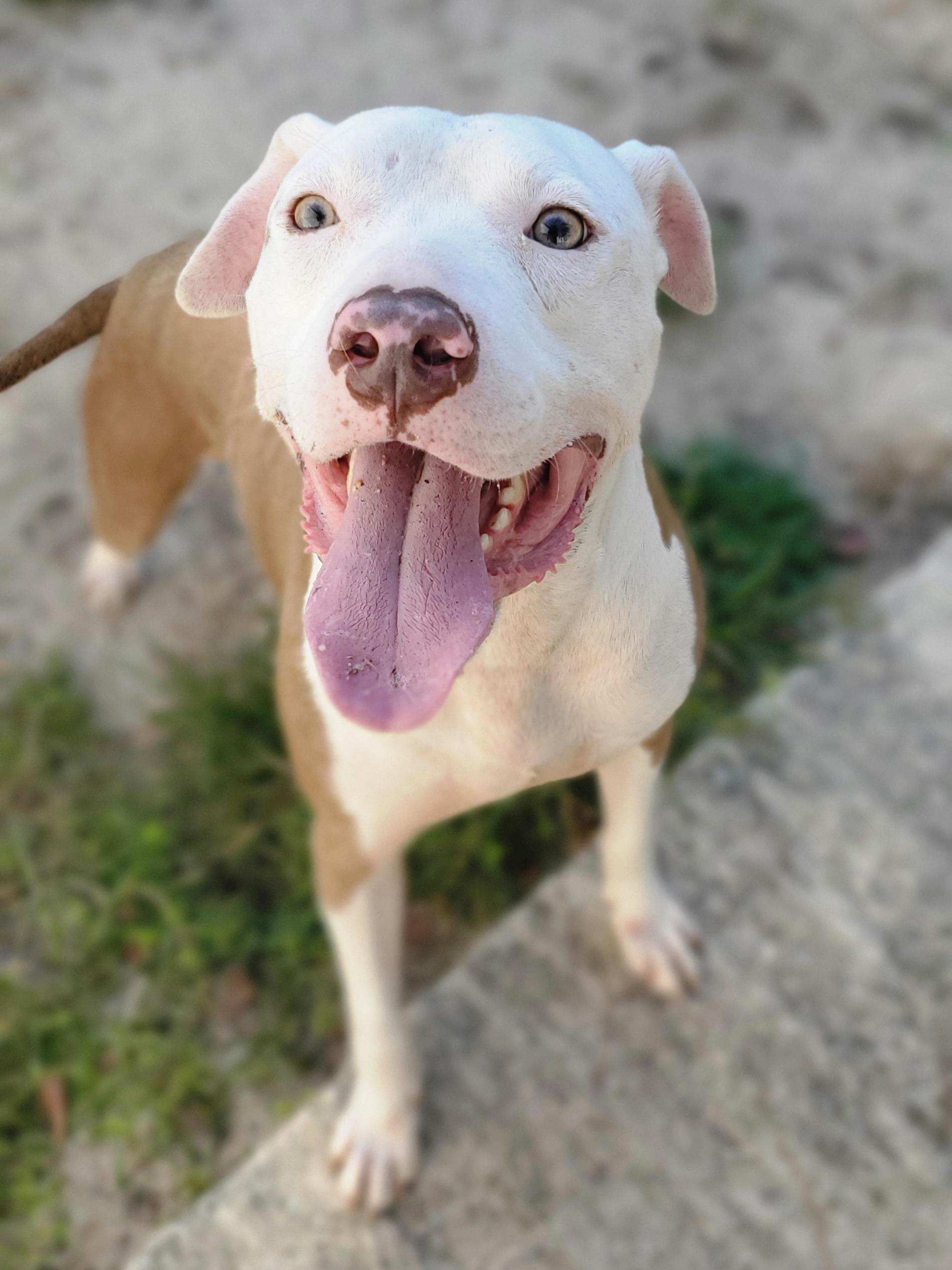 An adult medium-sized male Pit Bull Terrier dog named Marley for adoption in Gilbert, SC