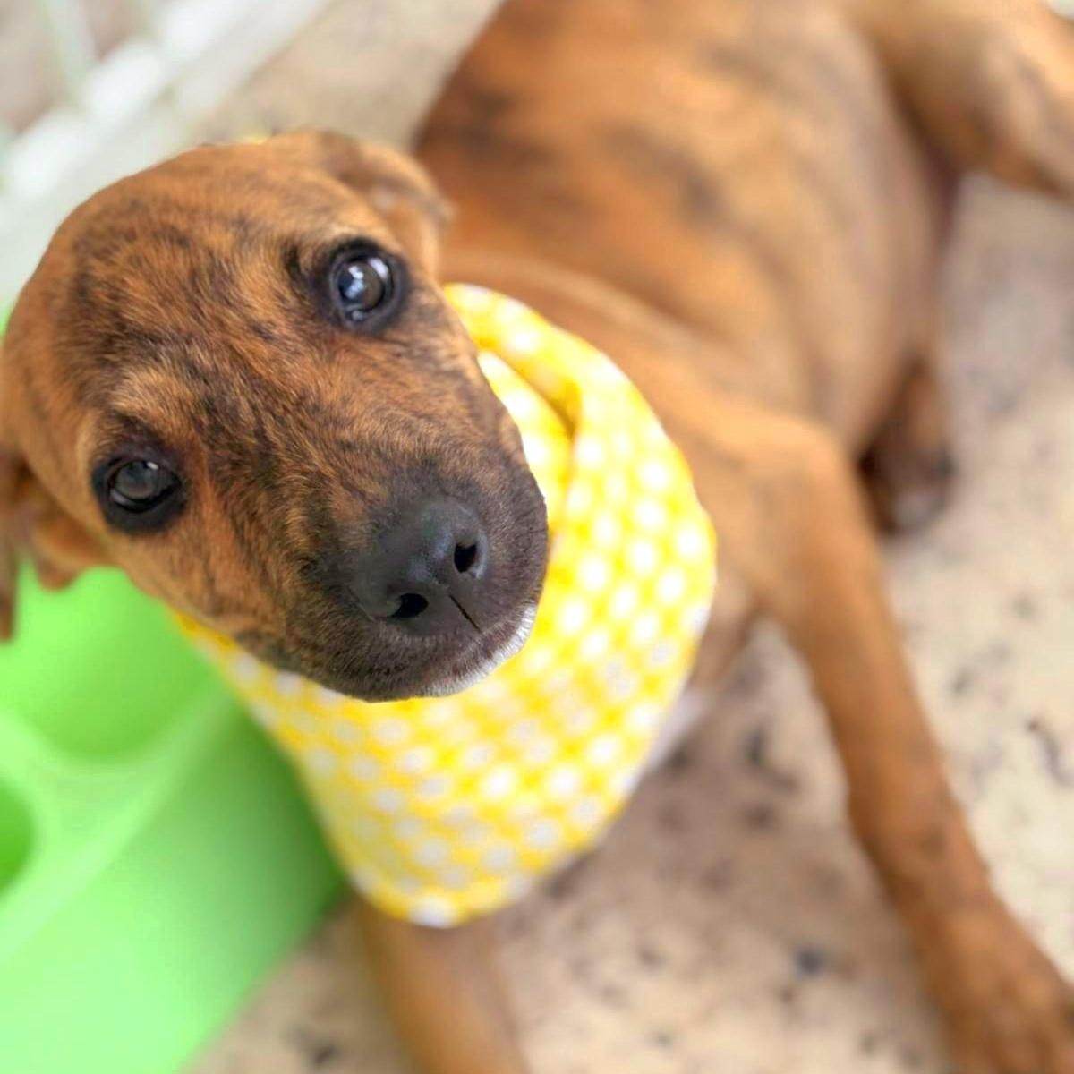 Spider "love Me Now."