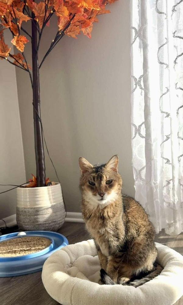 Krabby Patty Bonded Pair