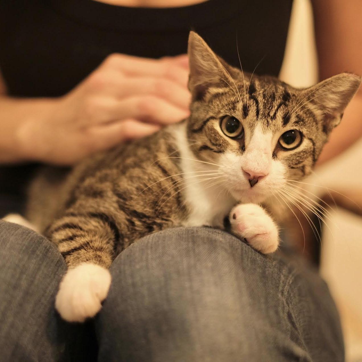 A young small-sized male Tabby (Brown / Chocolate) Tabby cat named Spencer for adoption in Miami, FL