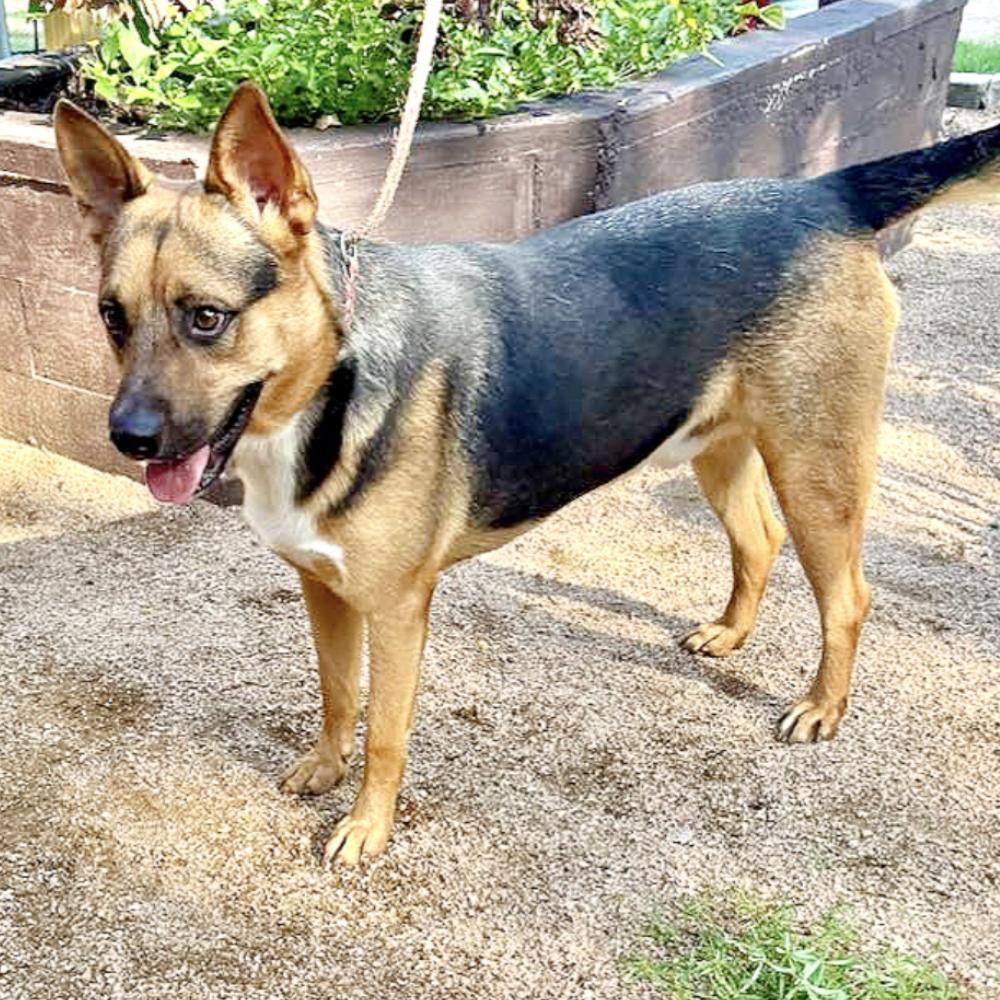 A young medium-sized male Black Shepherd dog named Roger for adoption in Longview, TX