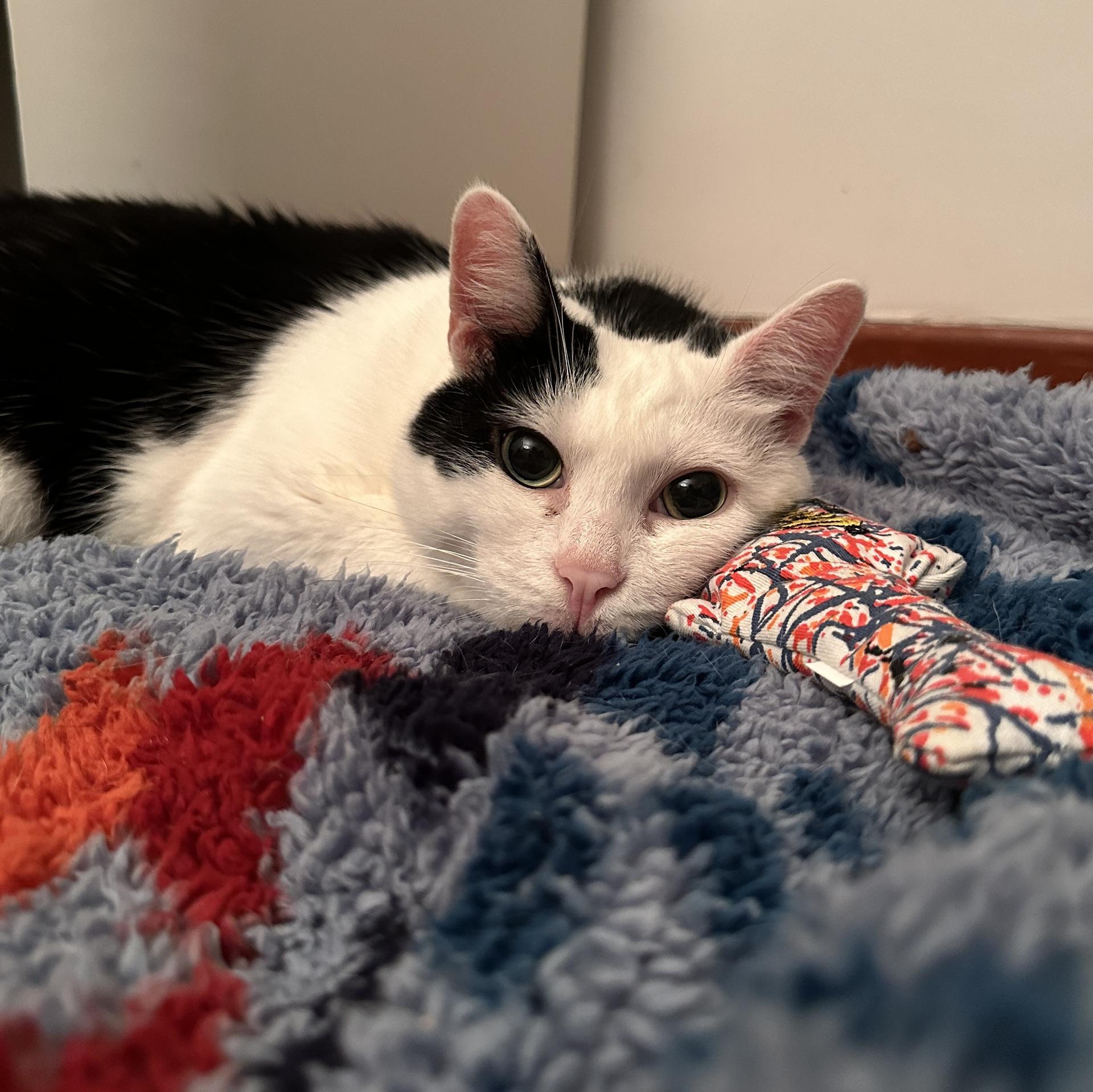An adult medium-sized female Black & White / Tuxedo Domestic Short Hair cat named Kuddly Kat: Cerebellar Hypoplasia for adoption in Stamford, CT