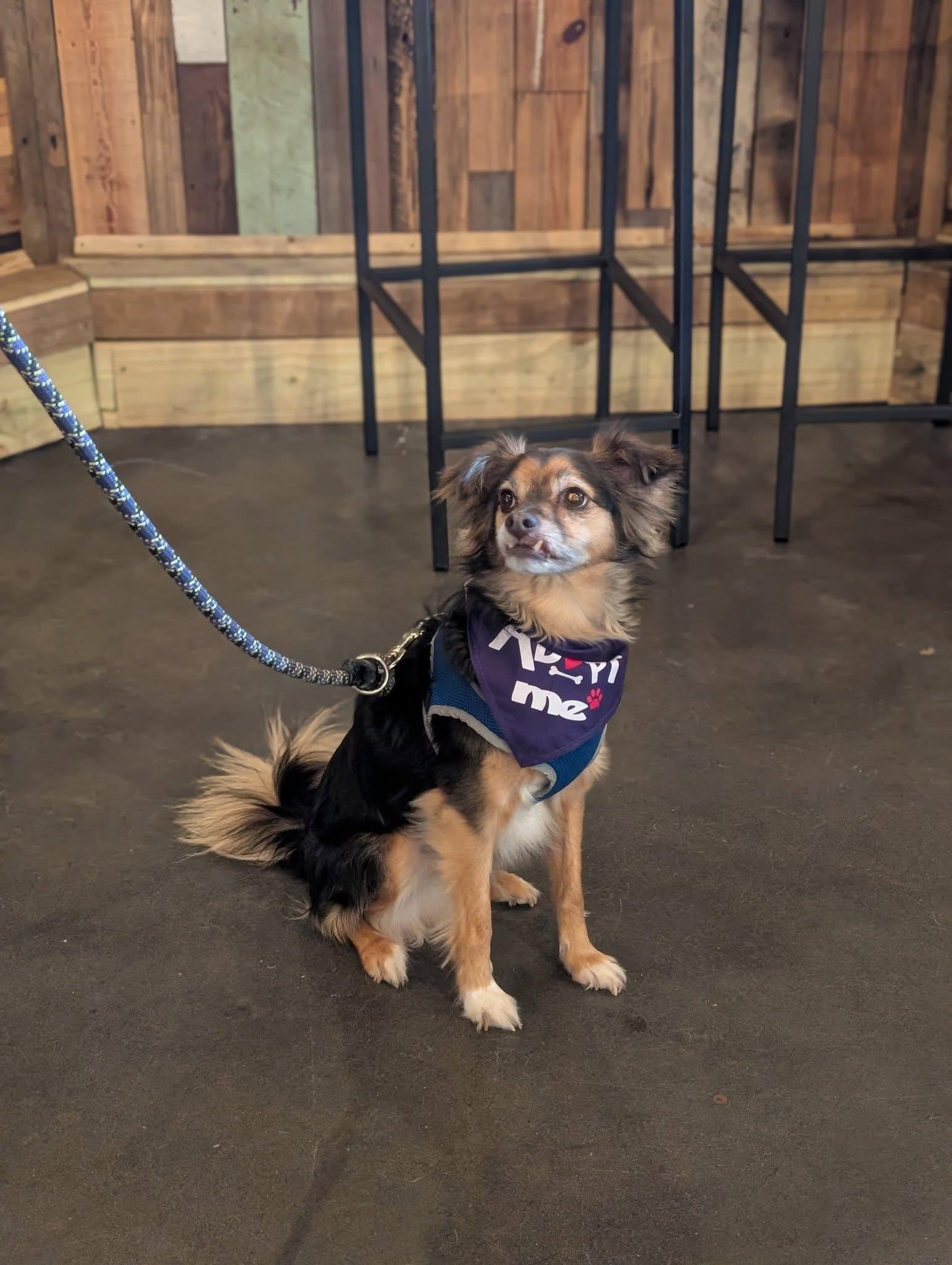 Pico Aka Tucker photo 1