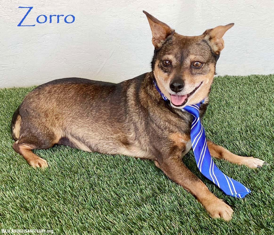 Zorro