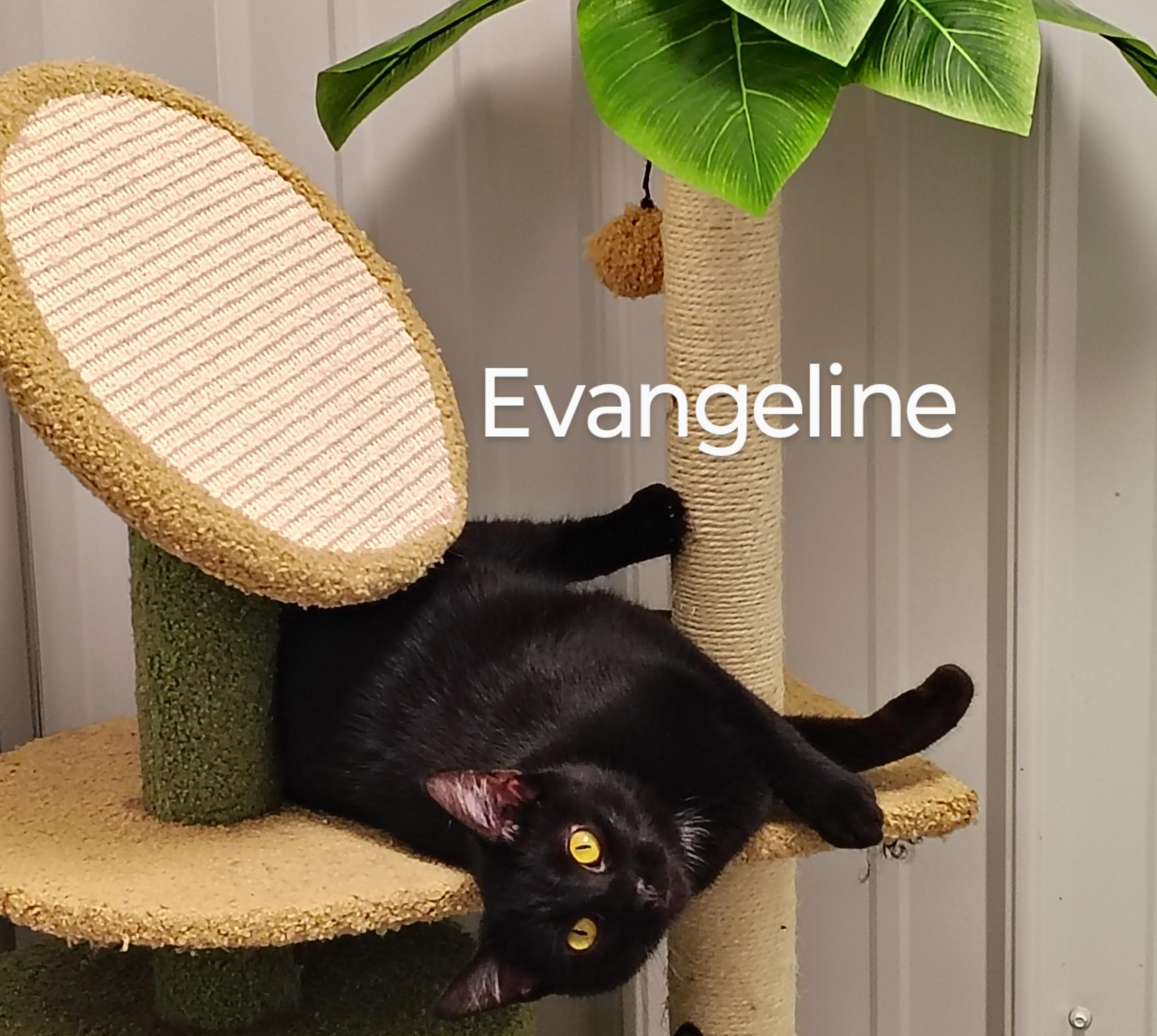 Evangeline