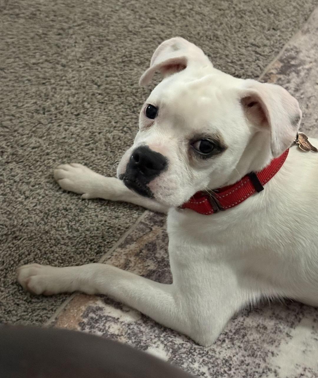 A young medium-sized female Boxer dog named Zelia for adoption in Woodbury, MN