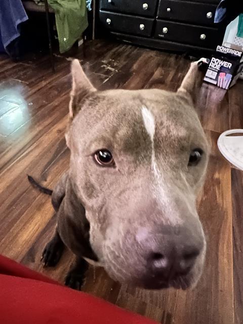 An adult large-sized male American Staffordshire Terrier dog named Grey for adoption in San Antonio, TX