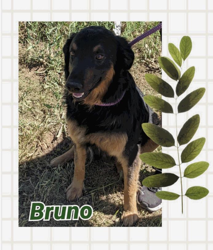 Bruno