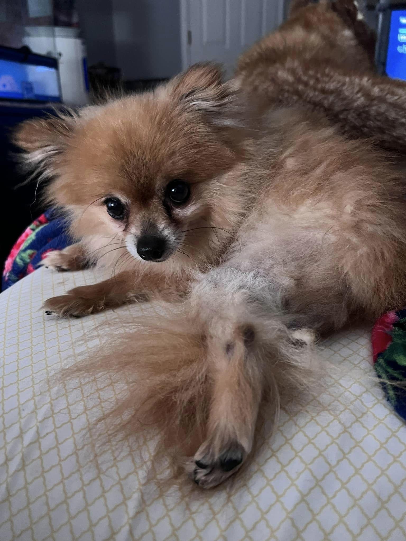 Prince