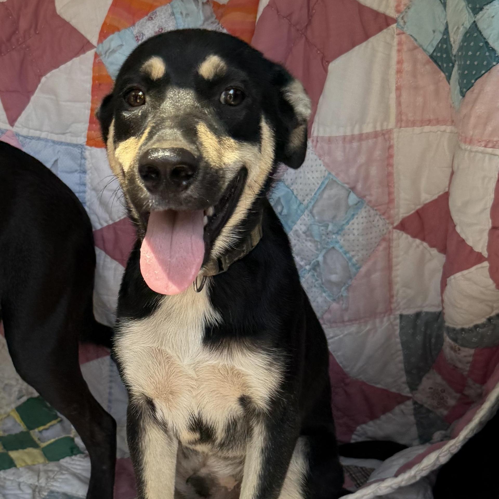 A young medium-sized male Australian Shepherd dog named Milo for adoption in Queen City, TX