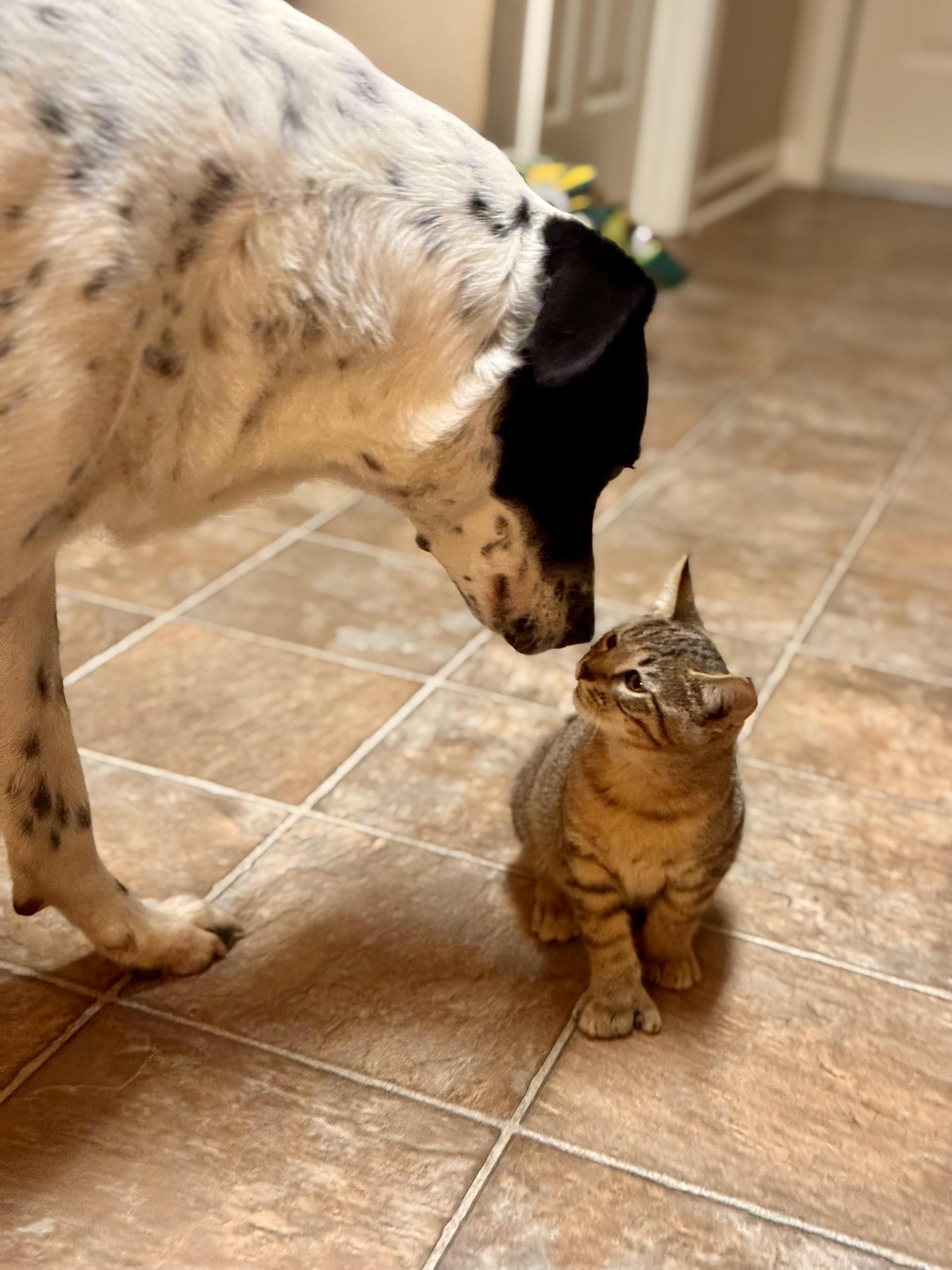 A baby medium-sized male Tabby (Gray / Blue / Silver) Domestic Short Hair cat named Loki for adoption in Brierfield, AL