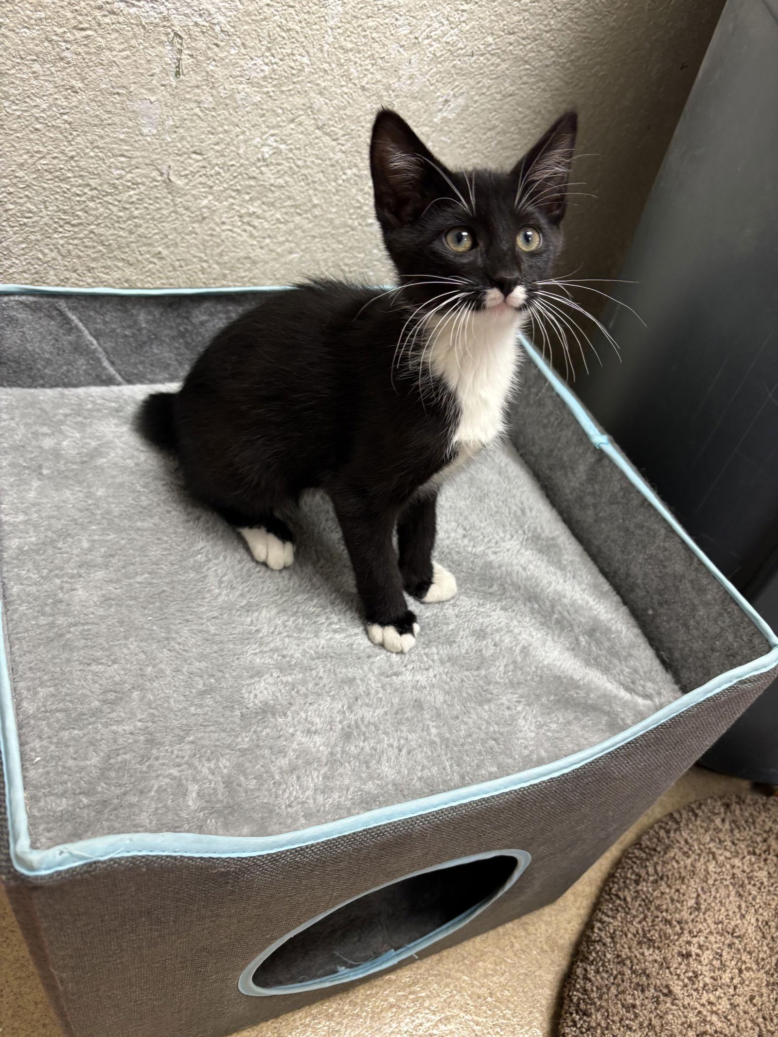 A baby medium-sized male Black & White / Tuxedo Domestic Short Hair cat named Tony for adoption in Brick, NJ
