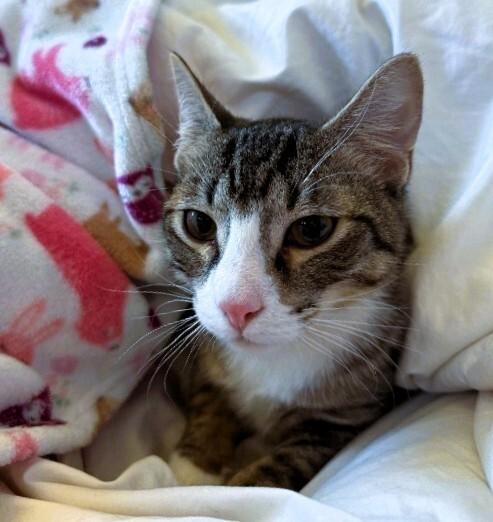 John Becky’s Litter