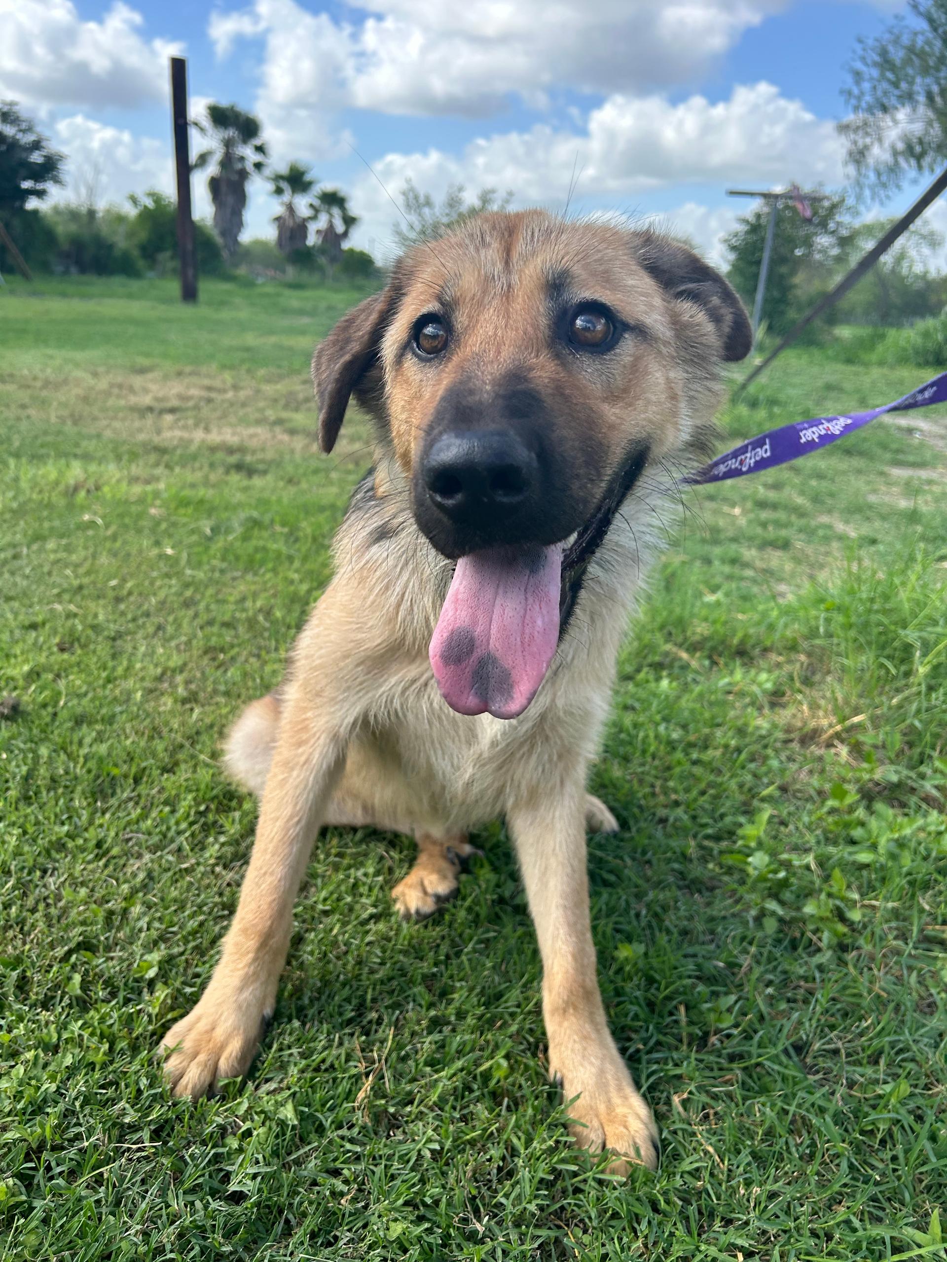 A young medium-sized female Shepherd dog named Brownie for adoption in Harlingen, TX