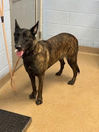 An adult extra large-sized female Mixed Breed dog named Jayline for adoption in Chamblee, GA