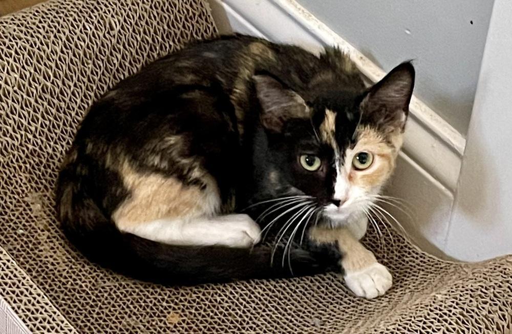 Bell And Tinker Pair photo 1