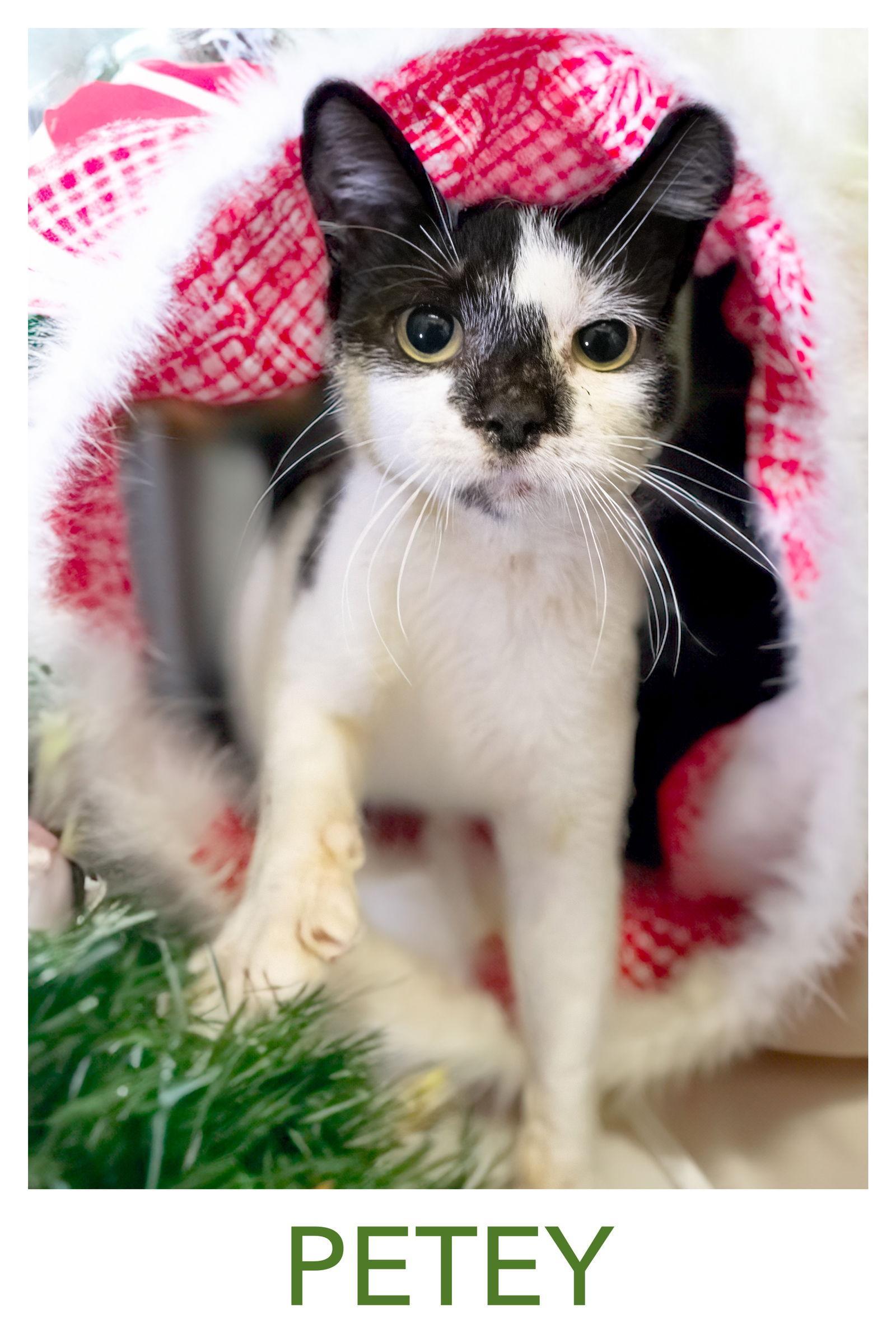 A young medium-sized male Black & White / Tuxedo Domestic Short Hair cat named Petey for adoption in Greenville, DE