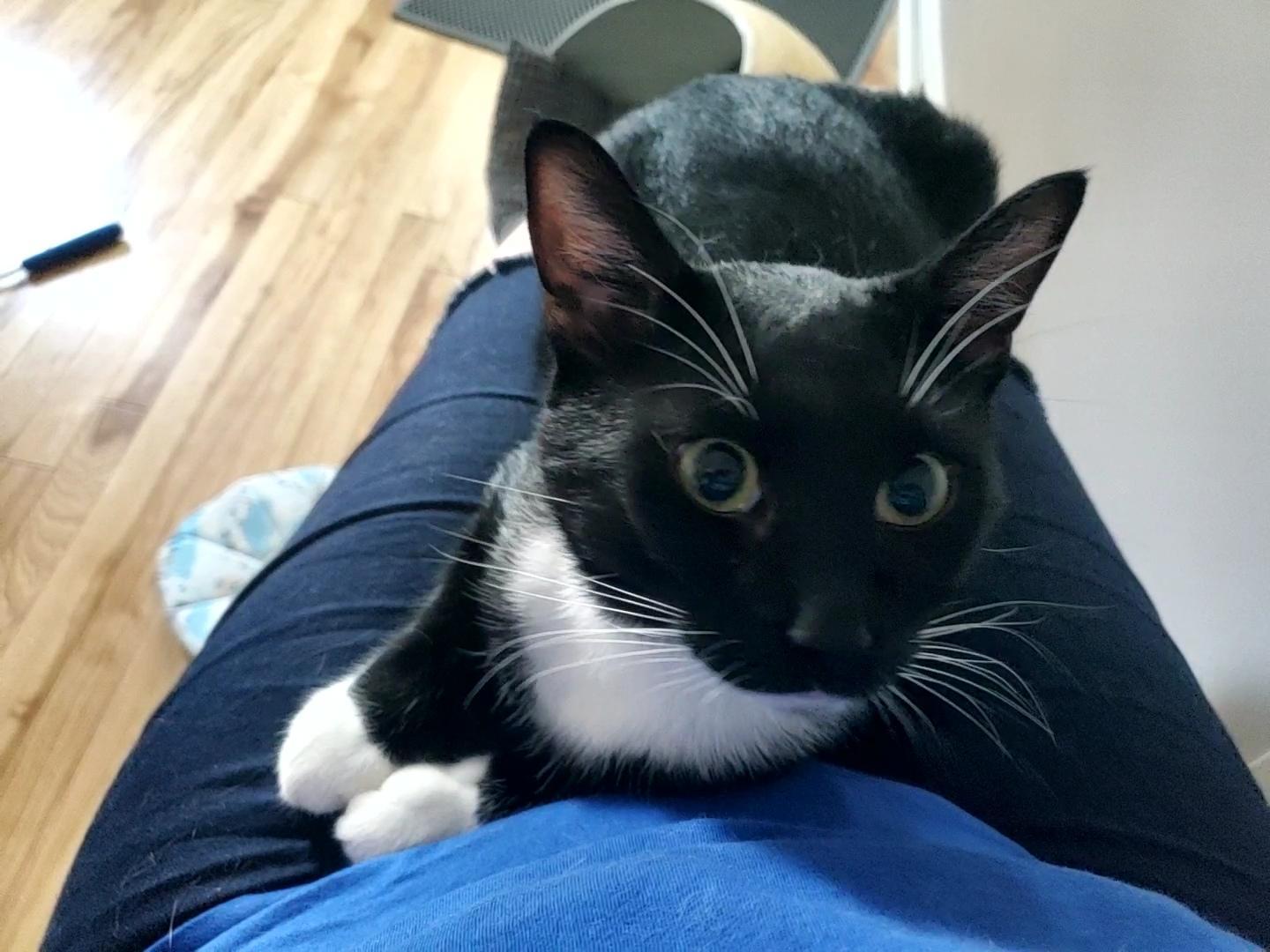 An adult medium-sized male Black & White / Tuxedo Tuxedo cat named Griffin for adoption in Baltimore, MD