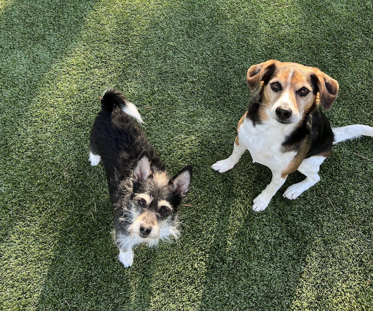 Duke And Rex photo 1