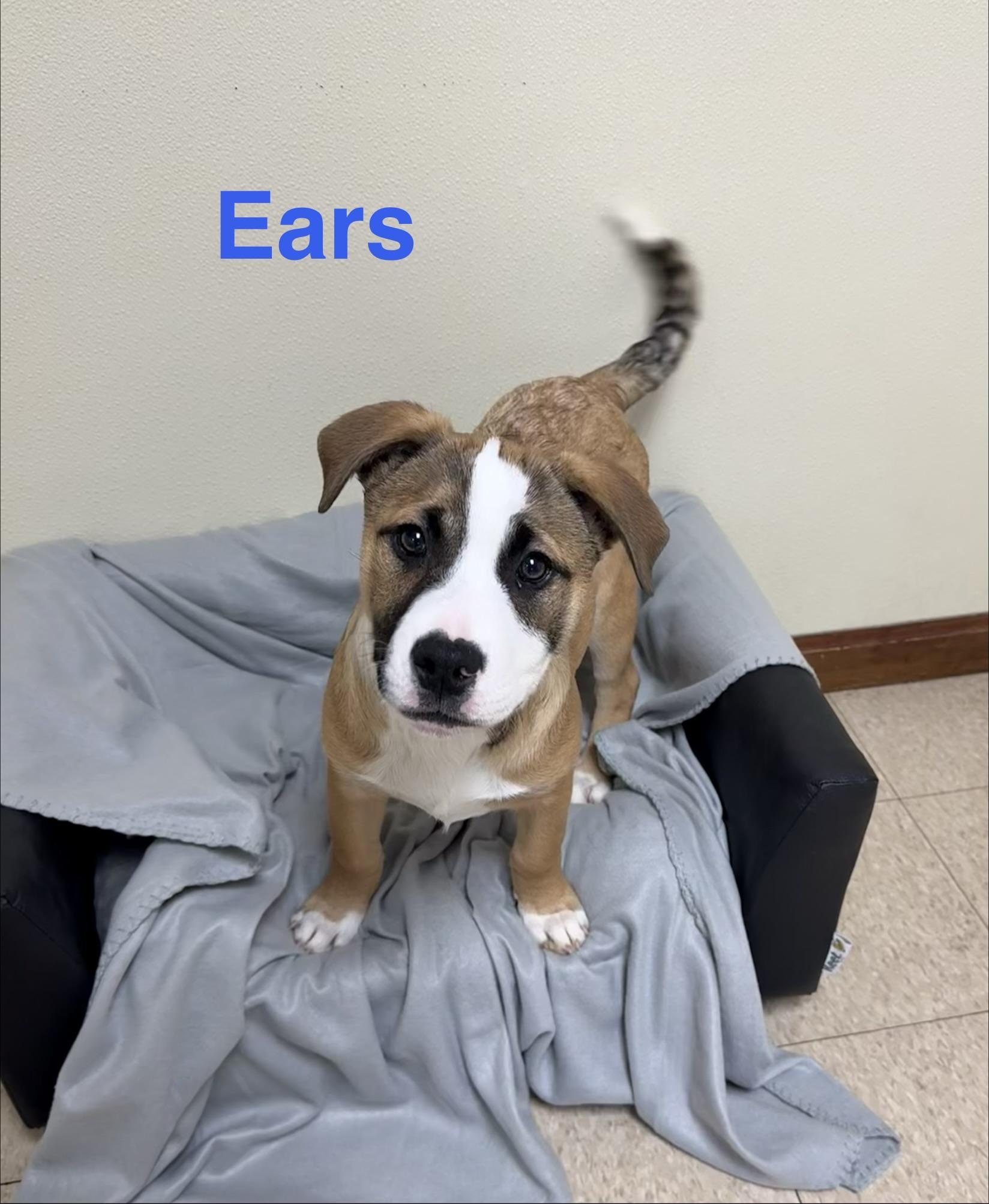 Ears