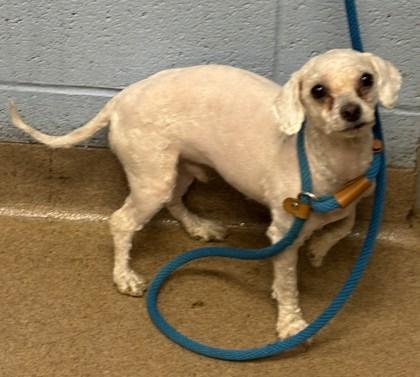 An adult small-sized male Mixed Breed dog named Continental for adoption in Chamblee, GA