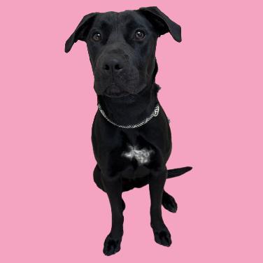 Piper