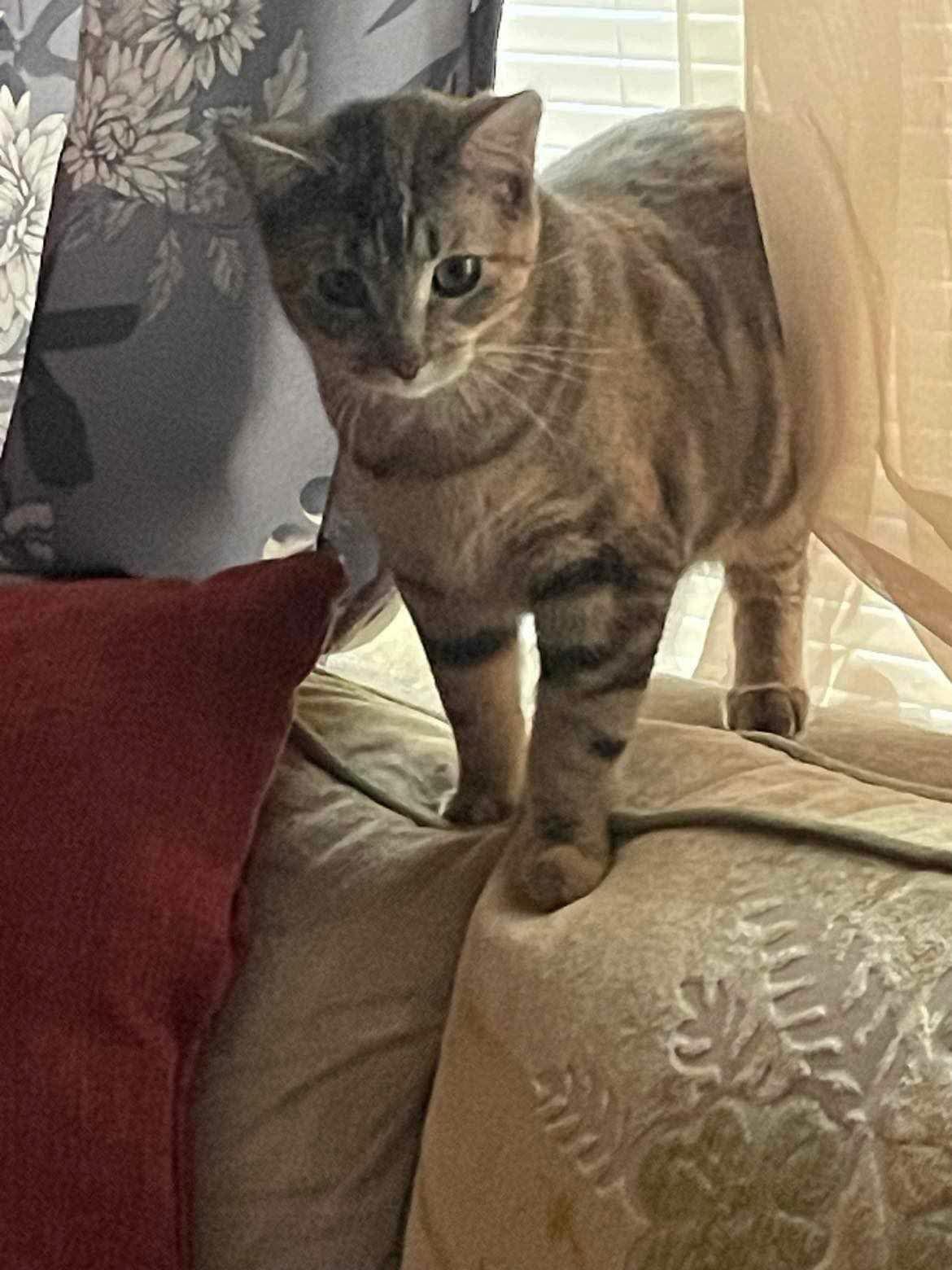 Sunday Young Female Tabby