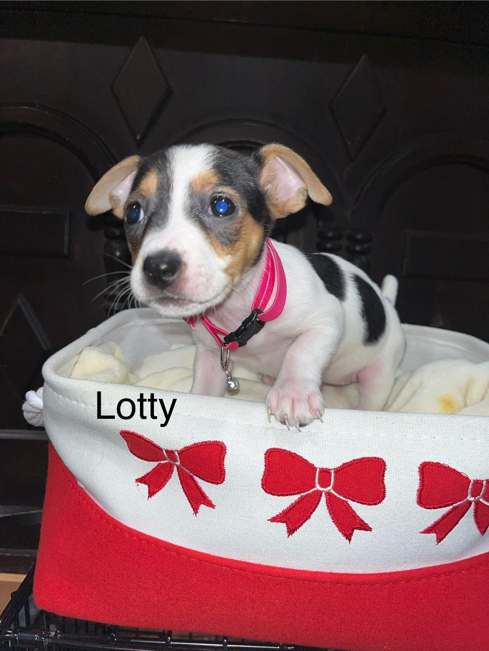Lotty