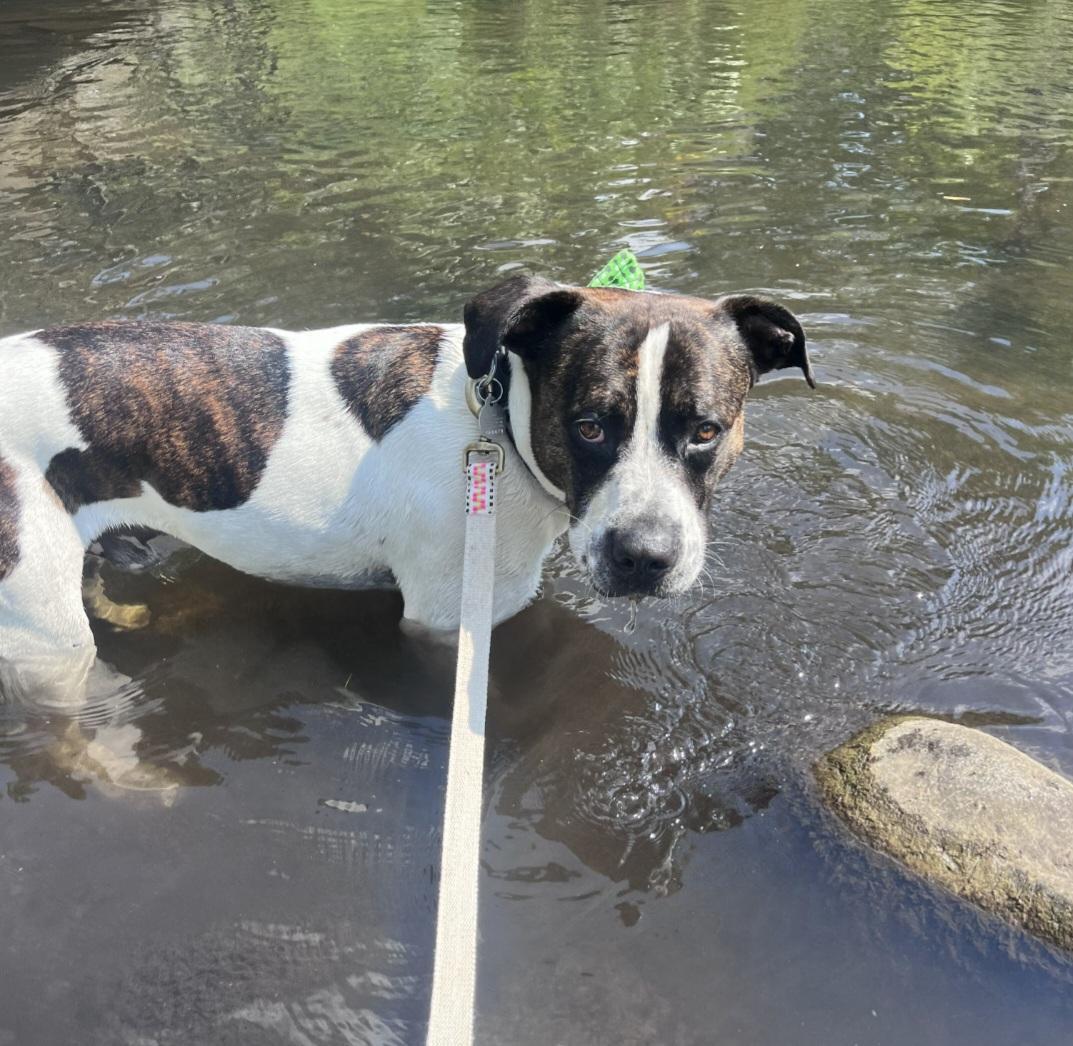 An adult medium-sized male Brindle Pit Bull Terrier dog named Kings Of Leon for adoption in Kalamazoo, MI