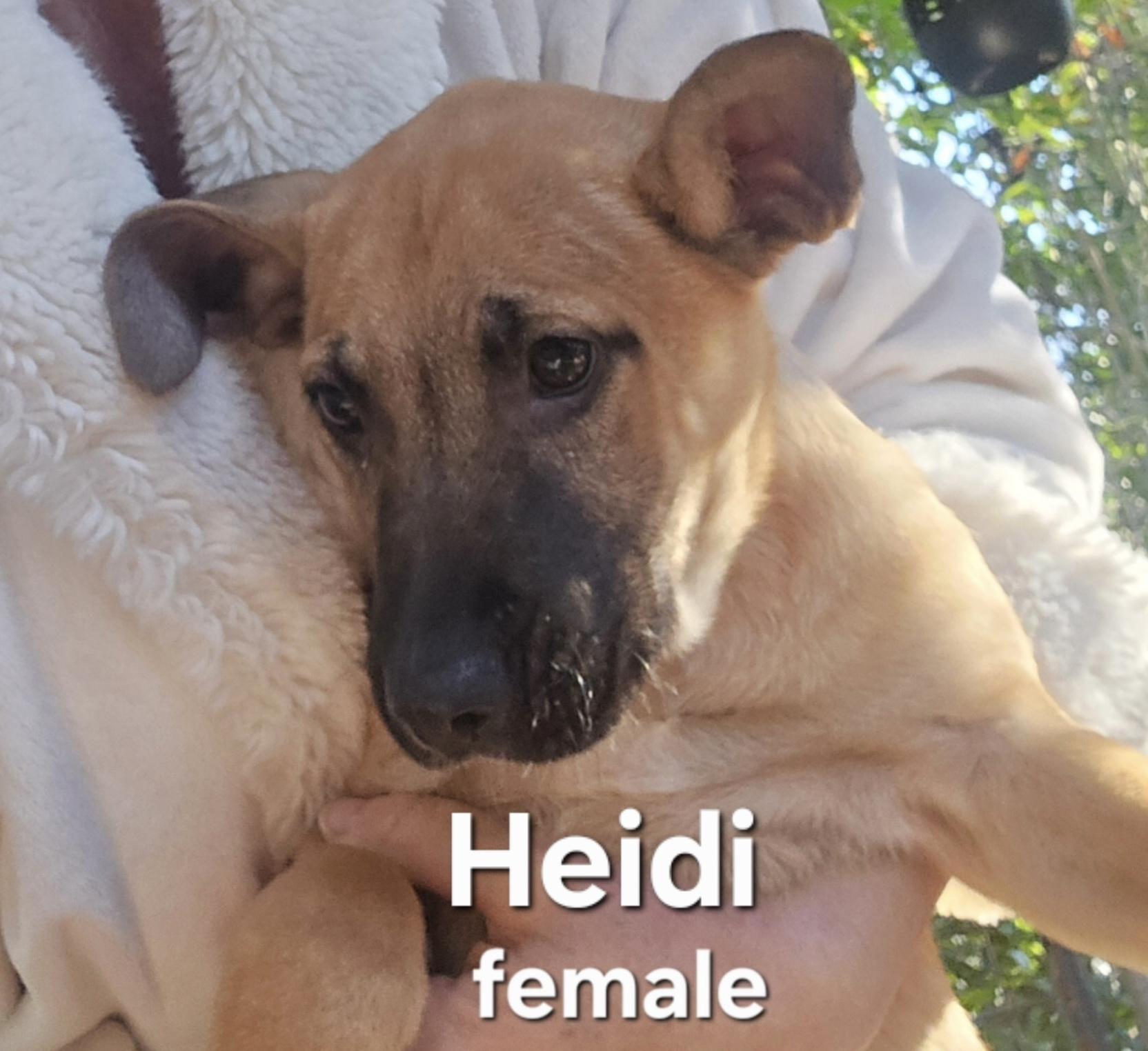 Heidi