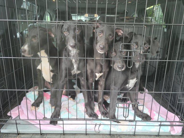 Volunteer Opportunities!