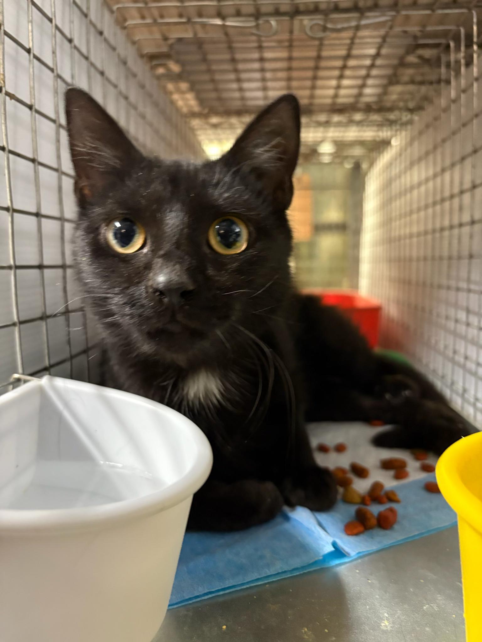 Estrella Gentle Little