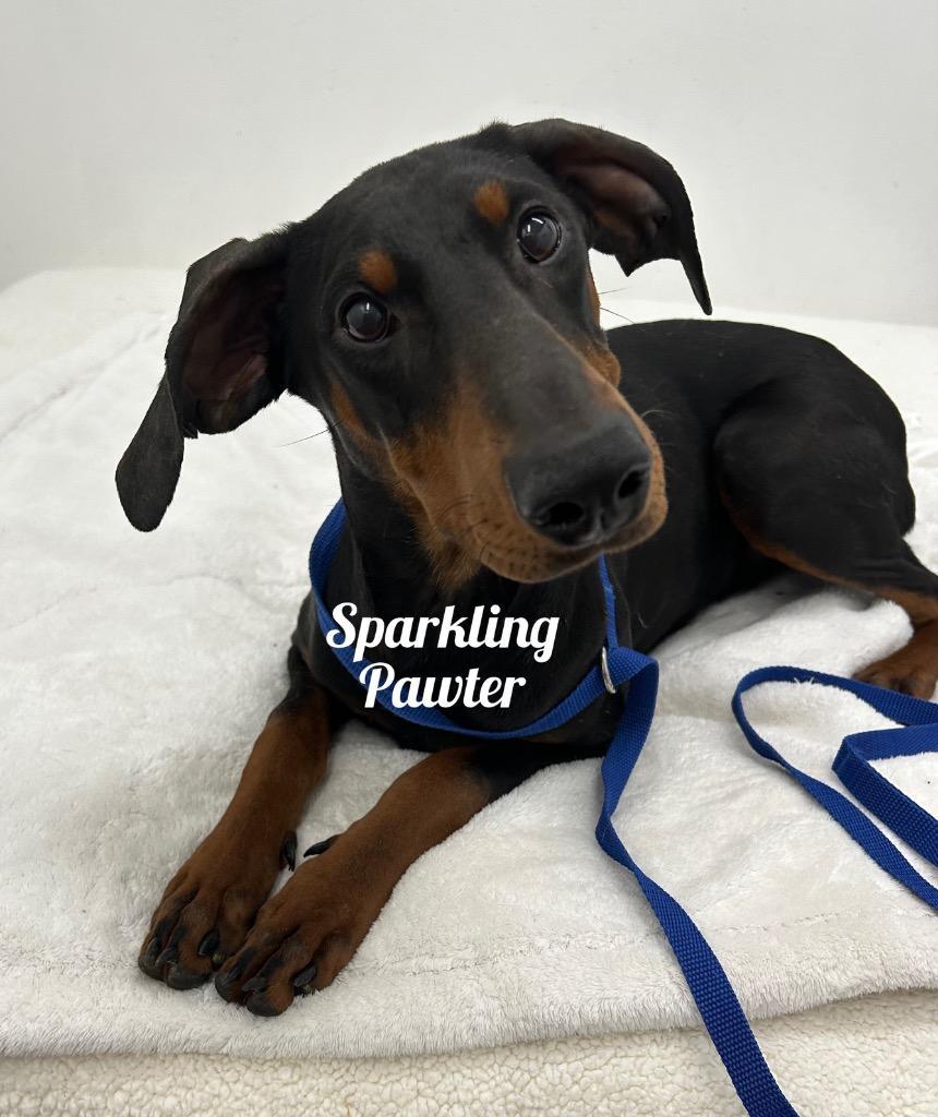 Sparkling Pawter photo 1