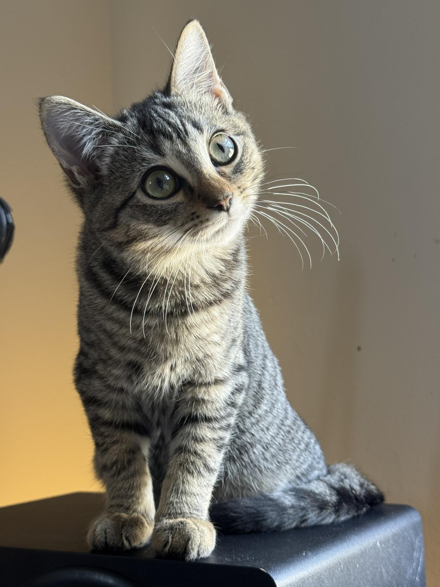 A young small-sized female Tortoiseshell Domestic Short Hair cat named Star & Candy for adoption in Boca Raton, FL