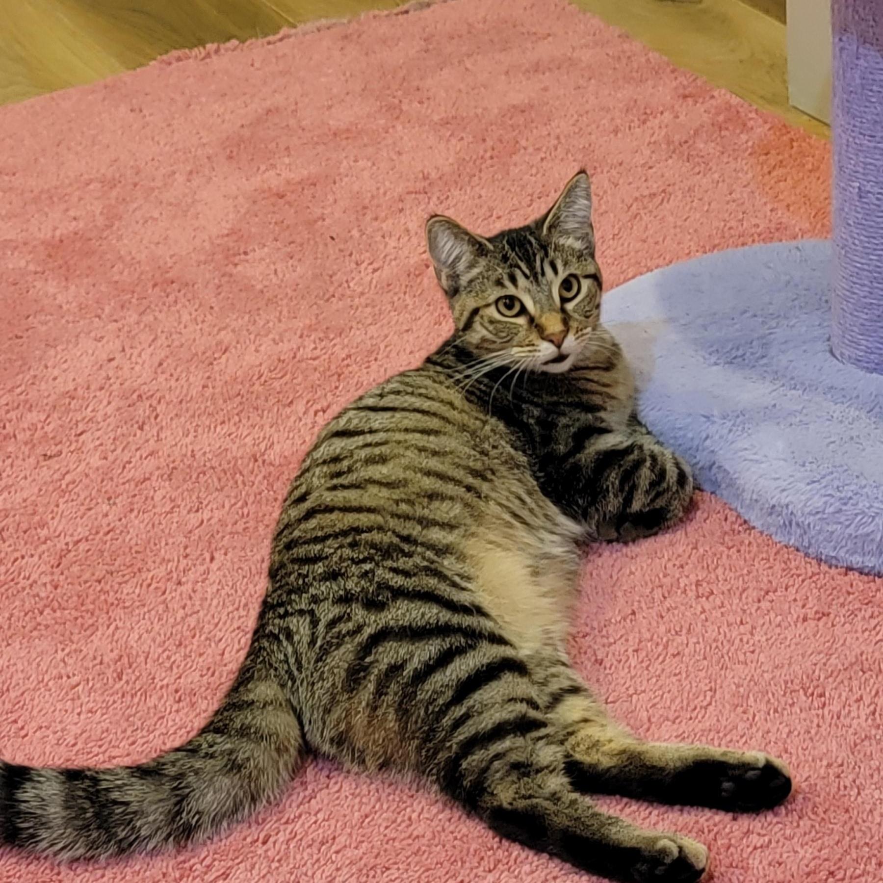 A baby medium-sized female Tabby (Gray / Blue / Silver) Domestic Short Hair cat named Emme for adoption in Wyandotte, MI