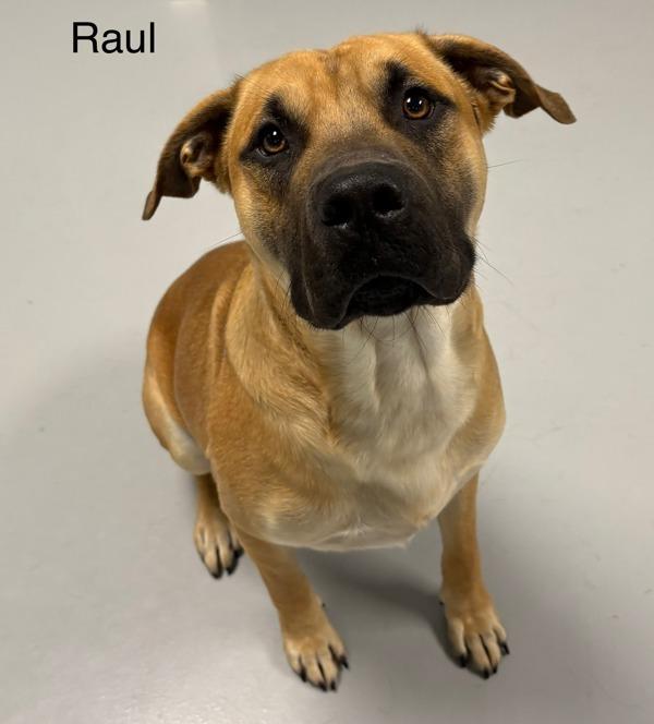 Raul
