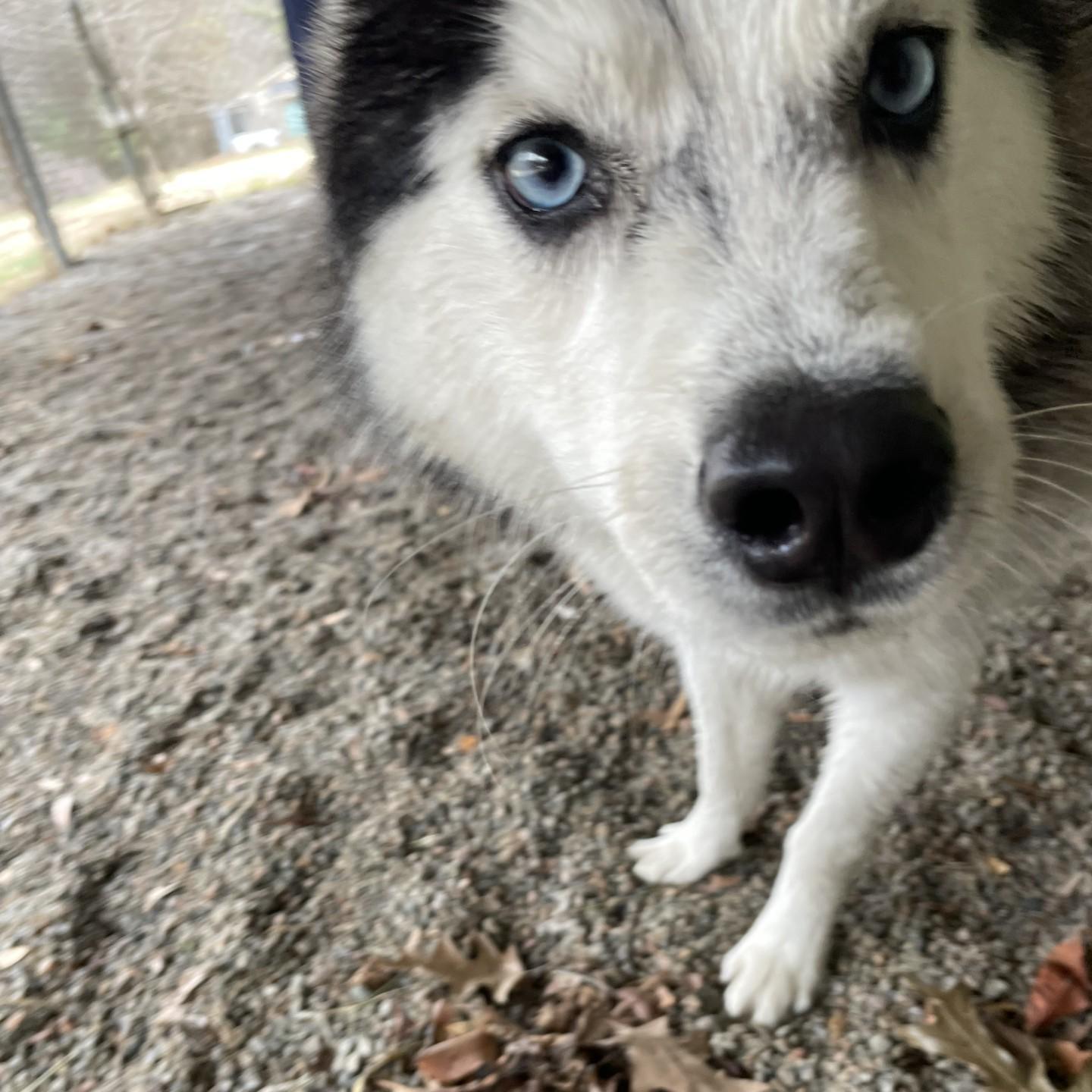 A young medium-sized male Black Siberian Husky dog named Edie for adoption in Rocky Mount, NC