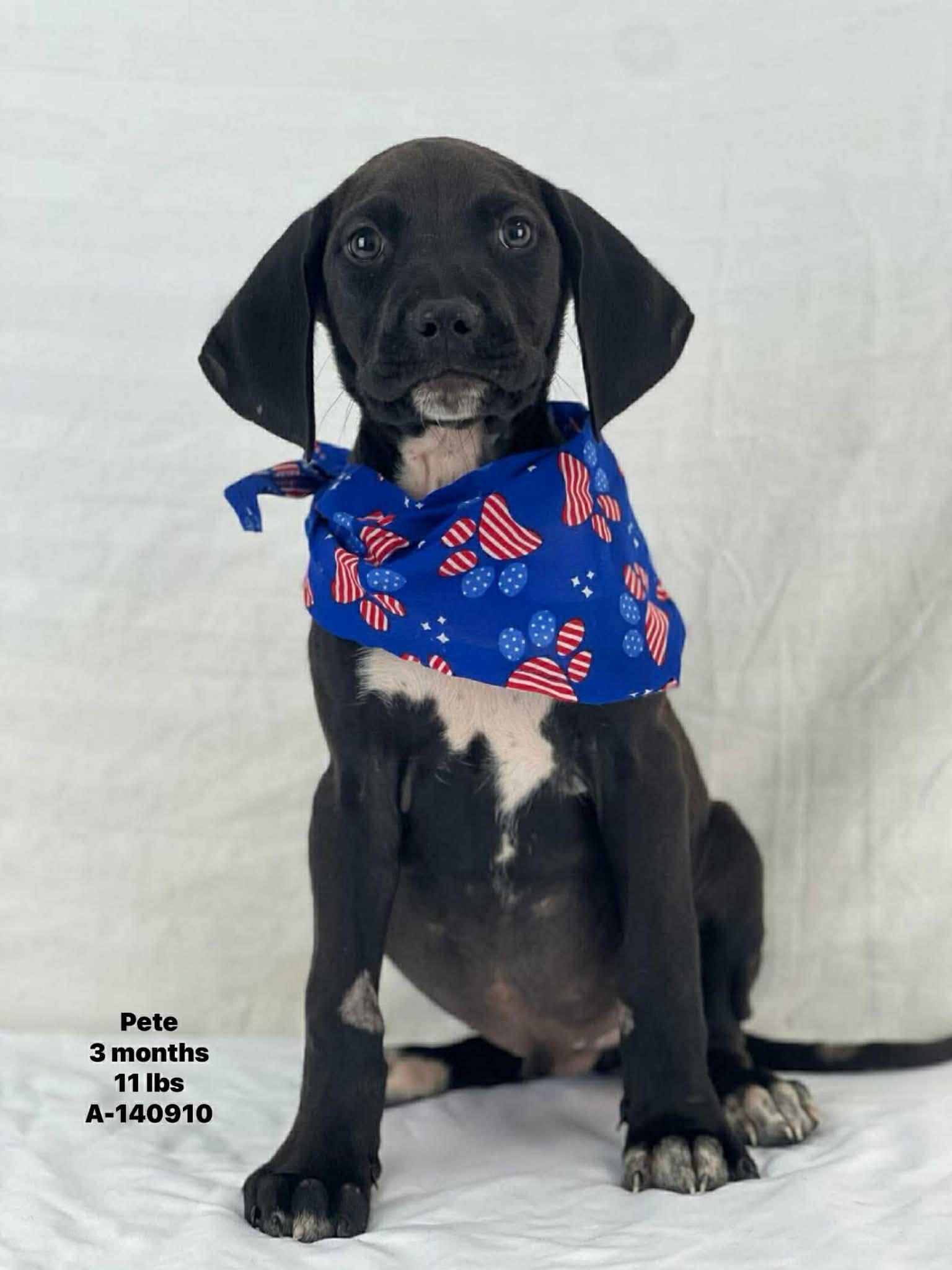 Pete The Hound Puppy!